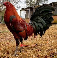 Cachucha Gallo Fino Brown Red